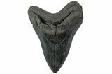 Serrated, Fossil Megalodon Tooth - South Carolina #231759-1
